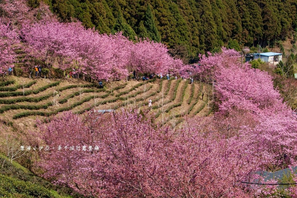 新竹五峰【2025山上人家森林農場櫻花季】最新櫻花季門票資訊，櫻花炸開！不用飛日本