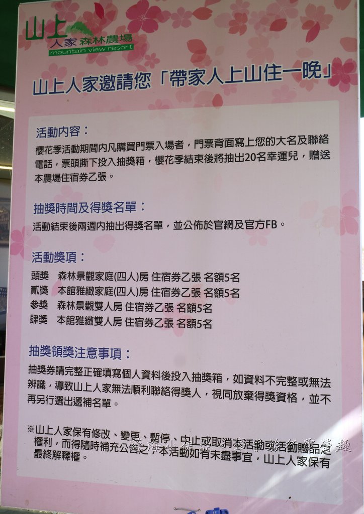 新竹五峰【2025山上人家森林農場櫻花季】最新櫻花季門票資訊，櫻花炸開！不用飛日本