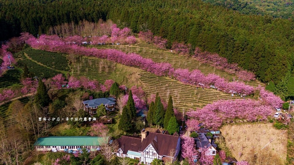 新竹五峰【2025山上人家森林農場櫻花季】最新櫻花季門票資訊，櫻花炸開！不用飛日本