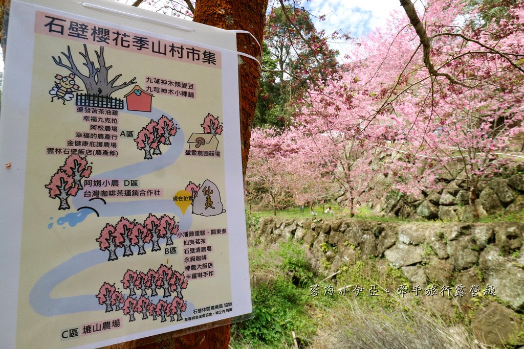 【2025雲林石壁草嶺櫻花季】草嶺石壁美人谷在哪裡？停車資訊、花況、接駁資訊、石壁櫻花季山村市集