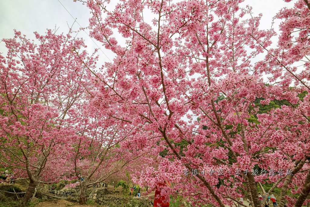【2025雲林石壁草嶺櫻花季】草嶺石壁美人谷在哪裡？停車資訊、花況、接駁資訊、石壁櫻花季山村市集