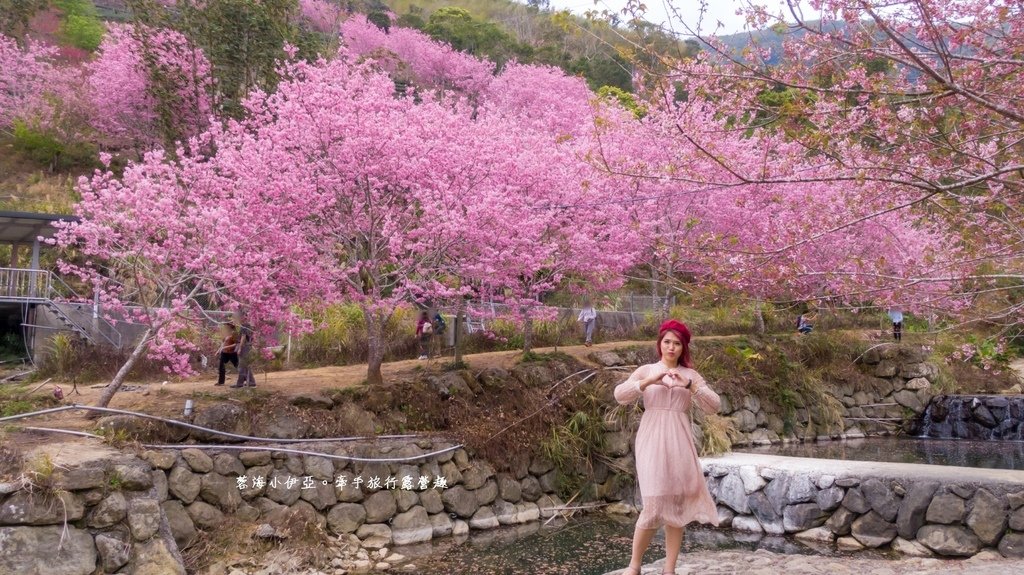 【2025雲林石壁草嶺櫻花季】草嶺石壁美人谷在哪裡？停車資訊、花況、接駁資訊、石壁櫻花季山村市集