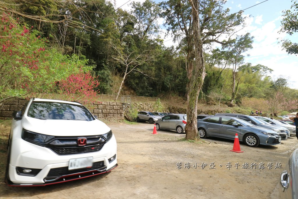 【2025雲林石壁草嶺櫻花季】草嶺石壁美人谷在哪裡？停車資訊、花況、接駁資訊、石壁櫻花季山村市集