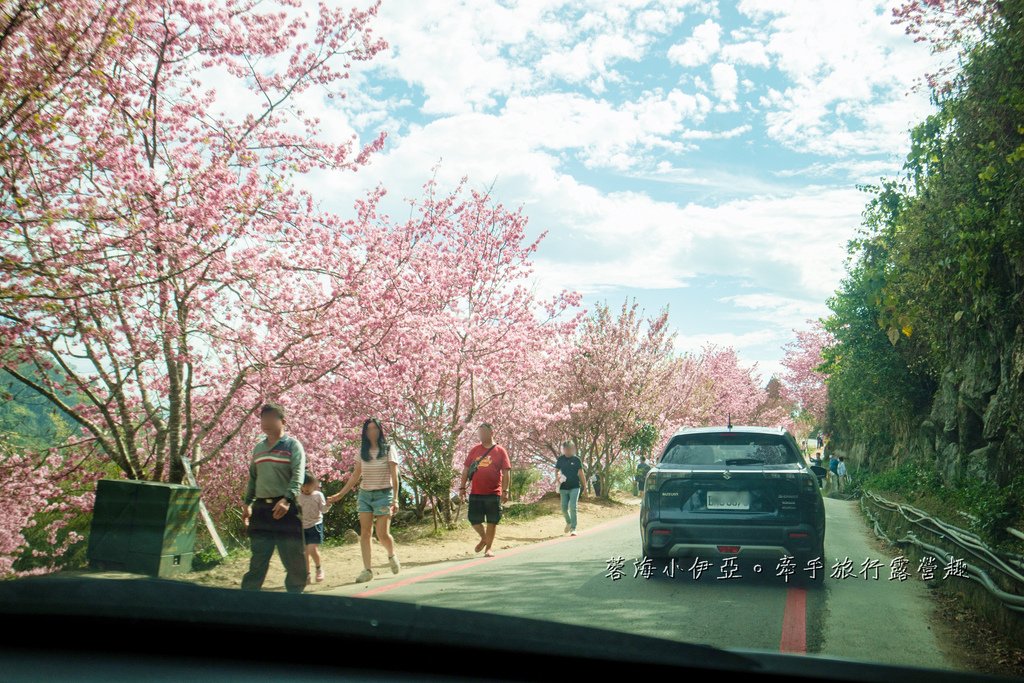 【2025雲林石壁草嶺櫻花季】草嶺石壁美人谷在哪裡？停車資訊、花況、接駁資訊、石壁櫻花季山村市集