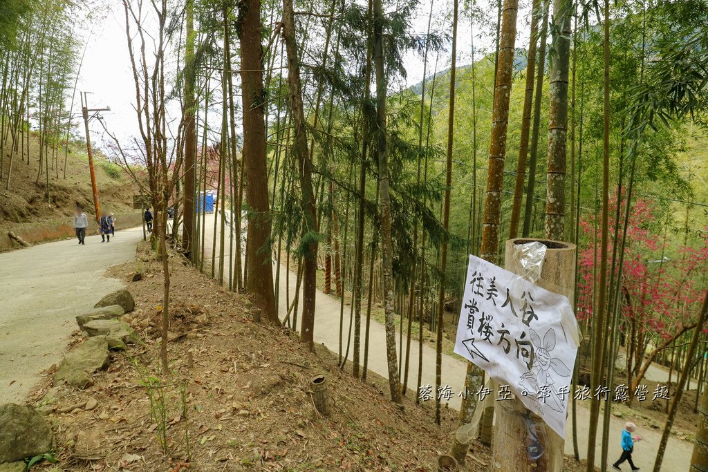 【2025雲林石壁草嶺櫻花季】草嶺石壁美人谷在哪裡？停車資訊、花況、接駁資訊、石壁櫻花季山村市集