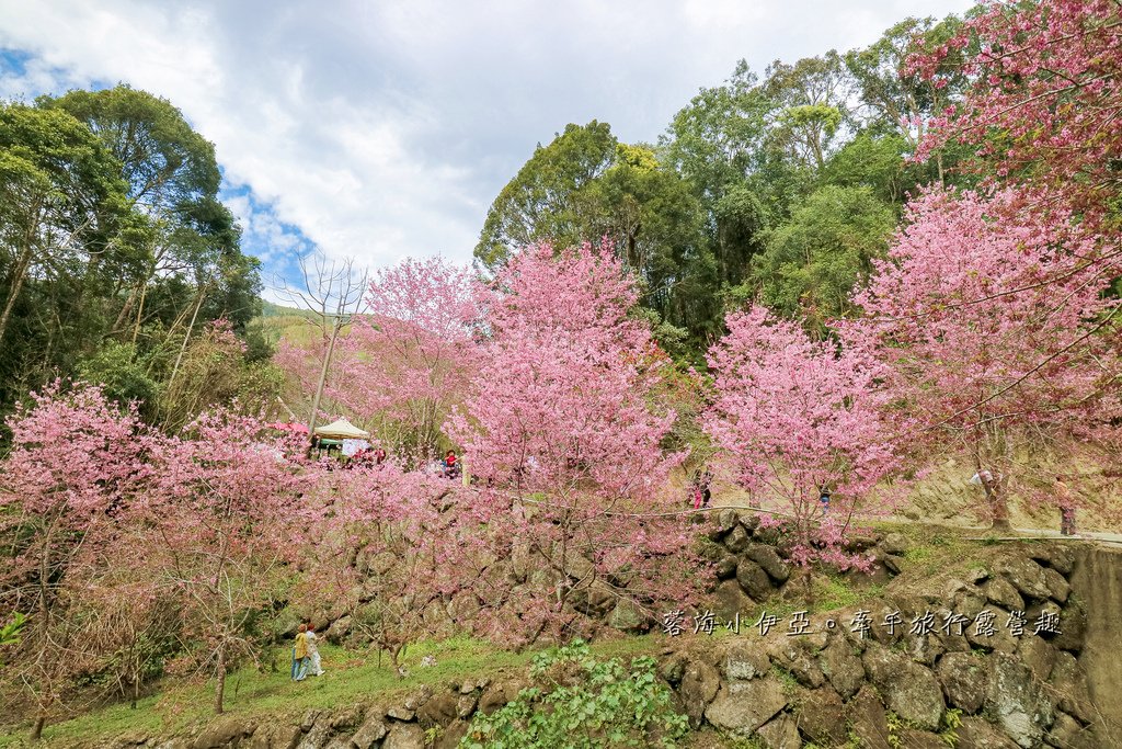 【2025雲林石壁草嶺櫻花季】草嶺石壁美人谷在哪裡？停車資訊、花況、接駁資訊、石壁櫻花季山村市集