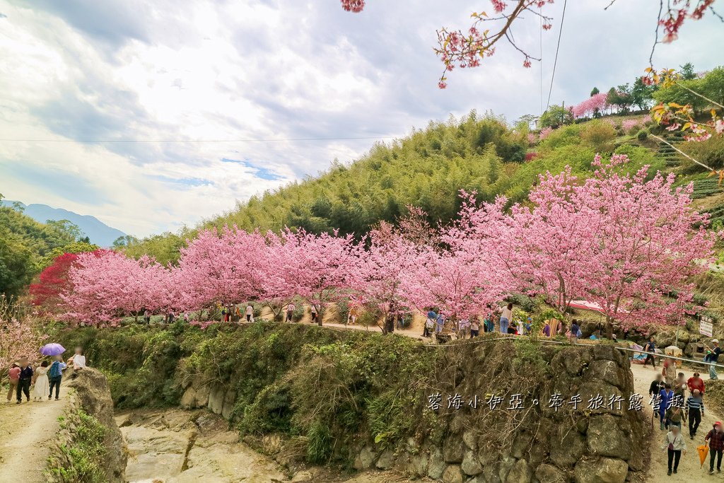 【2025雲林石壁草嶺櫻花季】草嶺石壁美人谷在哪裡？停車資訊、花況、接駁資訊、石壁櫻花季山村市集