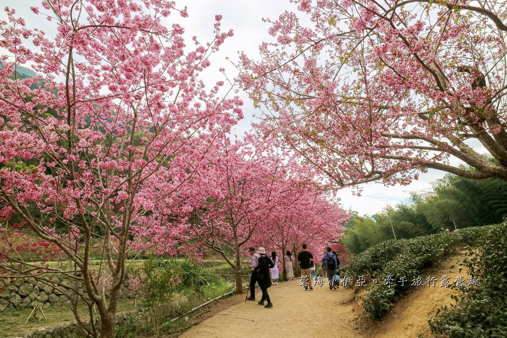 【2025雲林石壁草嶺櫻花季】草嶺石壁美人谷在哪裡？停車資訊、花況、接駁資訊、石壁櫻花季山村市集