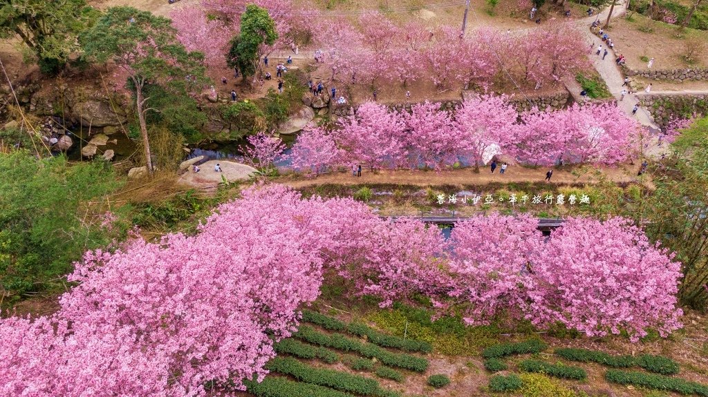 【2025雲林石壁草嶺櫻花季】草嶺石壁美人谷在哪裡？停車資訊、花況、接駁資訊、石壁櫻花季山村市集