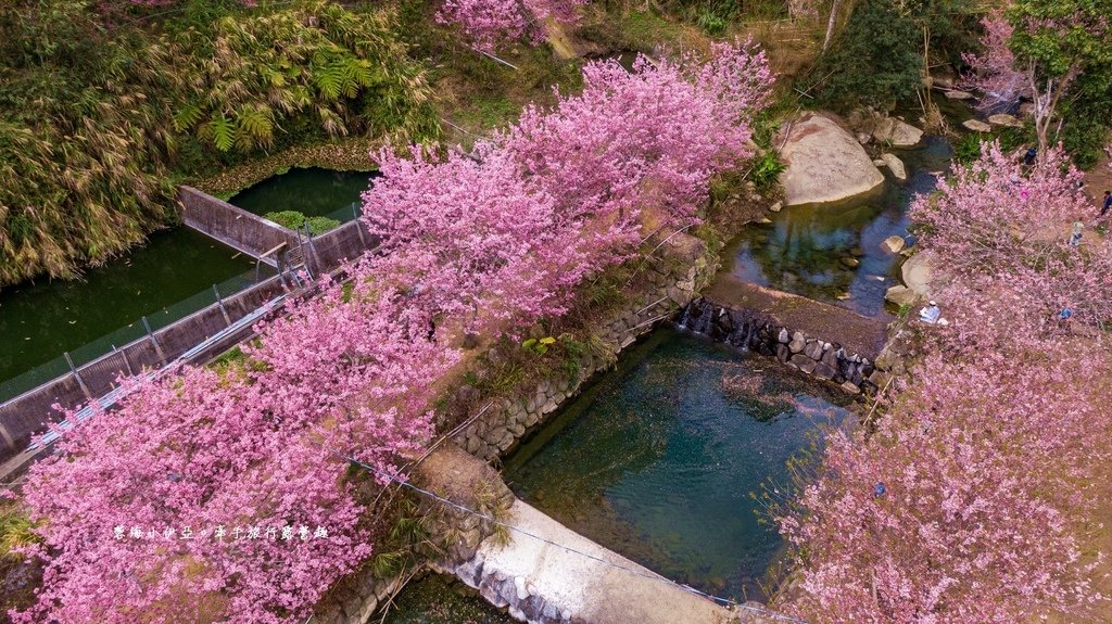 【2025雲林石壁草嶺櫻花季】草嶺石壁美人谷在哪裡？停車資訊、花況、接駁資訊、石壁櫻花季山村市集