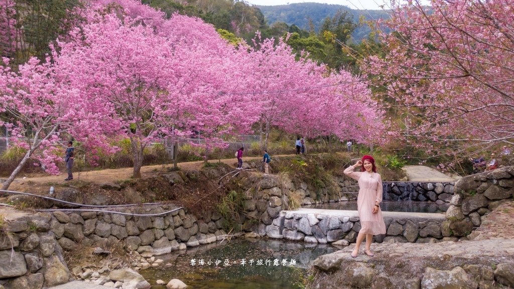 【2025雲林石壁草嶺櫻花季】草嶺石壁美人谷在哪裡？停車資訊、花況、接駁資訊、石壁櫻花季山村市集