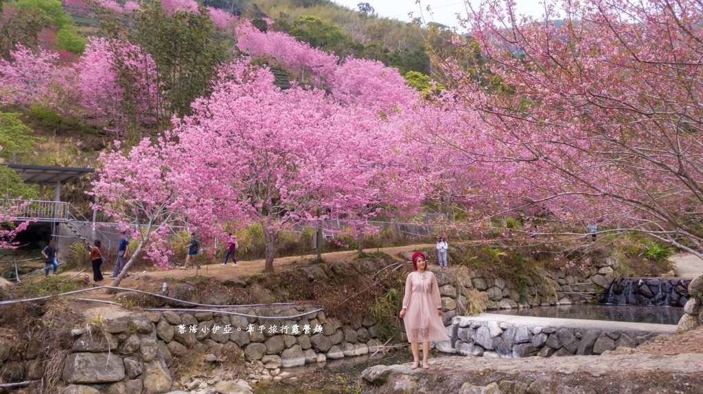 【2025雲林石壁草嶺櫻花季】草嶺石壁美人谷在哪裡？停車資訊、花況、接駁資訊、石壁櫻花季山村市集