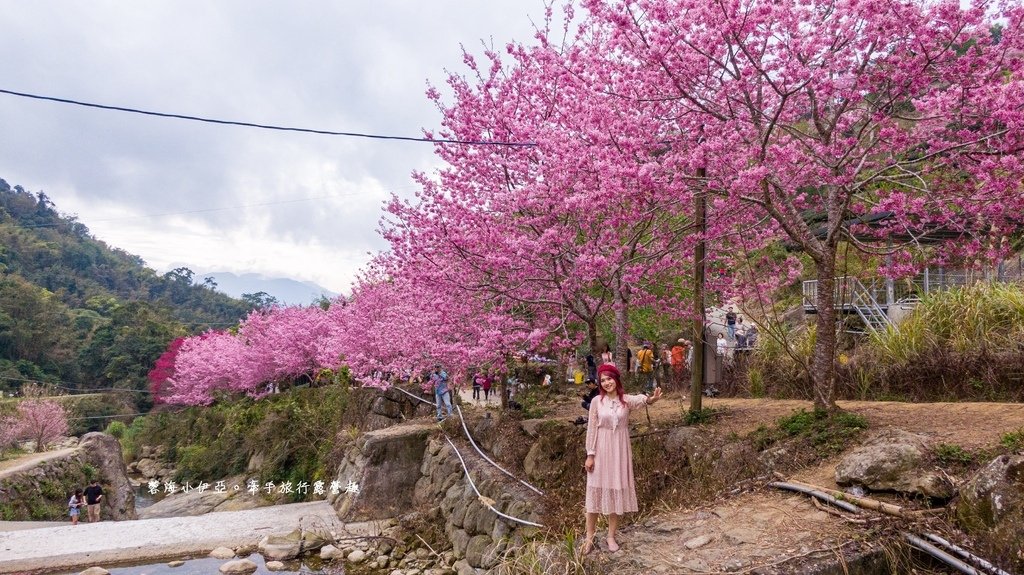 【2025雲林石壁草嶺櫻花季】草嶺石壁美人谷在哪裡？停車資訊、花況、接駁資訊、石壁櫻花季山村市集