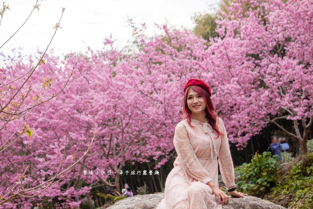 【2025雲林石壁草嶺櫻花季】草嶺石壁美人谷在哪裡？停車資訊、花況、接駁資訊、石壁櫻花季山村市集