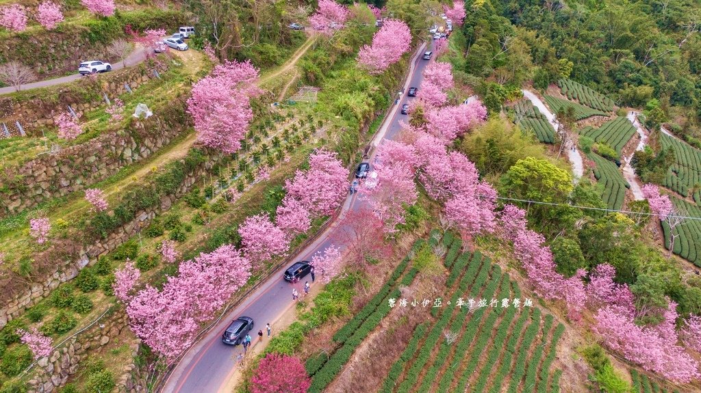 【2025雲林石壁草嶺櫻花季】草嶺石壁美人谷在哪裡？停車資訊、花況、接駁資訊、石壁櫻花季山村市集