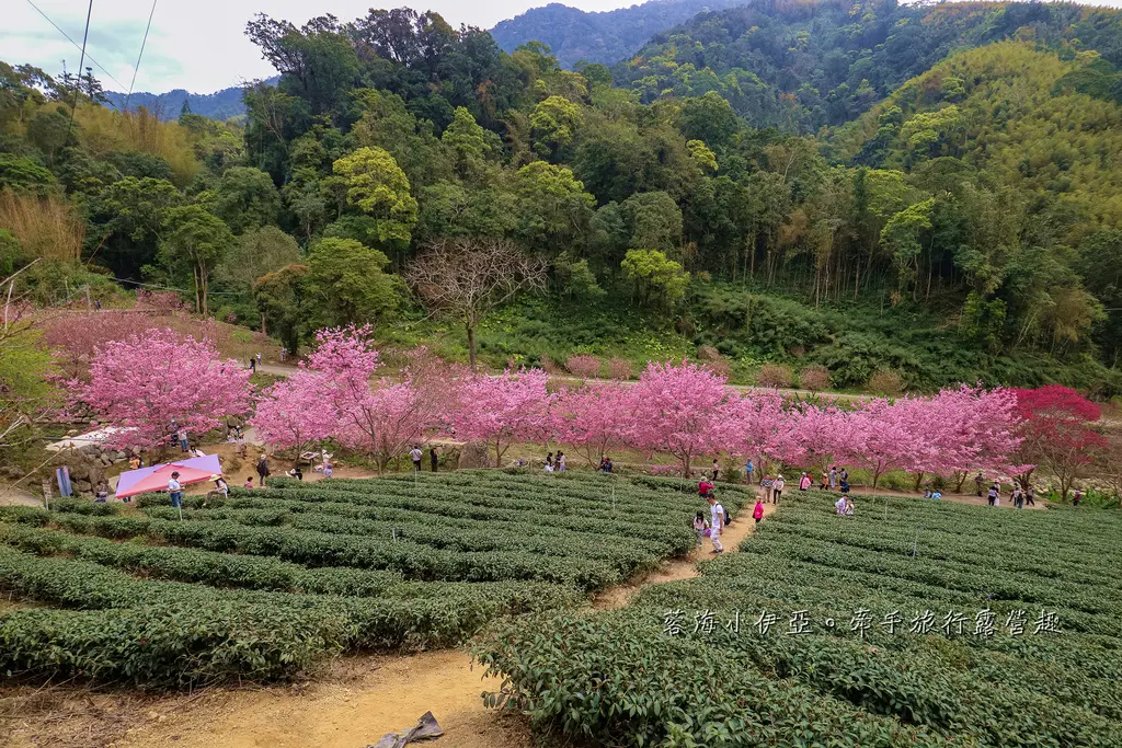 【2025雲林石壁草嶺櫻花季】草嶺石壁美人谷在哪裡？停車資訊、花況、接駁資訊、石壁櫻花季山村市集