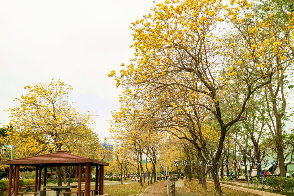 2025黃金風鈴木！台中最美黃風鈴木公園【廍子公園黃風鈴木】即時花況報報