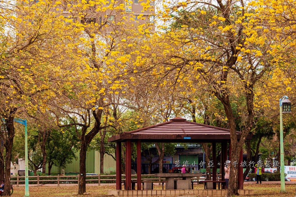 2025黃金風鈴木！台中最美黃風鈴木公園【廍子公園黃風鈴木】即時花況報報