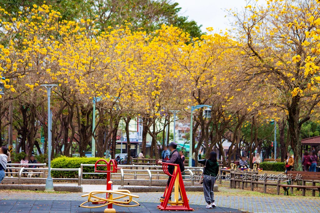 2025黃金風鈴木！台中最美黃風鈴木公園【廍子公園黃風鈴木】即時花況報報