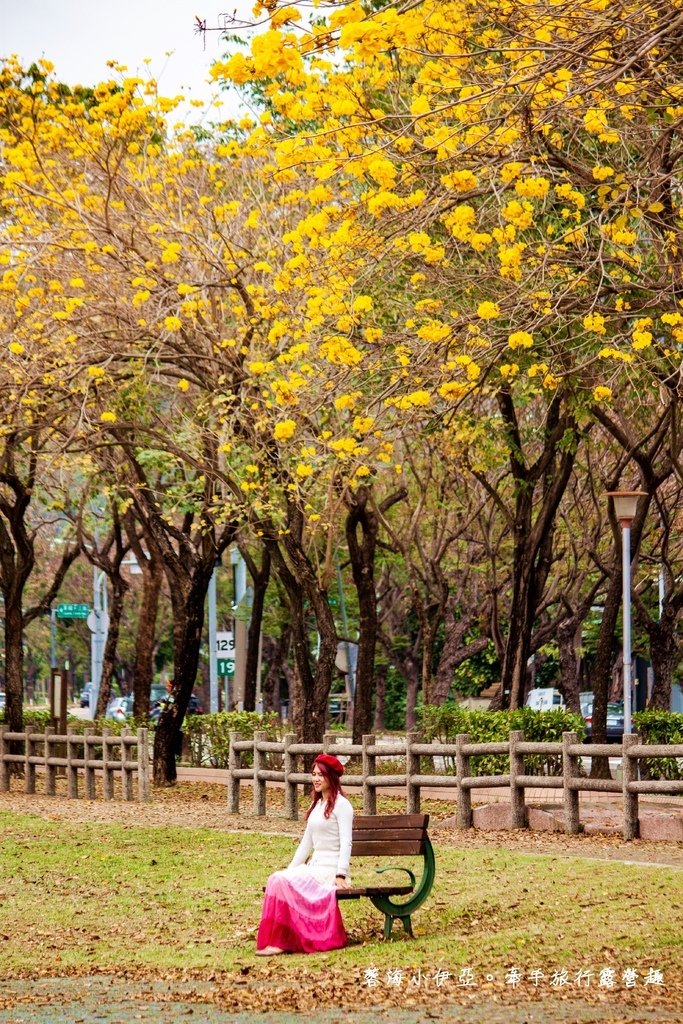 2025黃金風鈴木！台中最美黃風鈴木公園【廍子公園黃風鈴木】即時花況報報