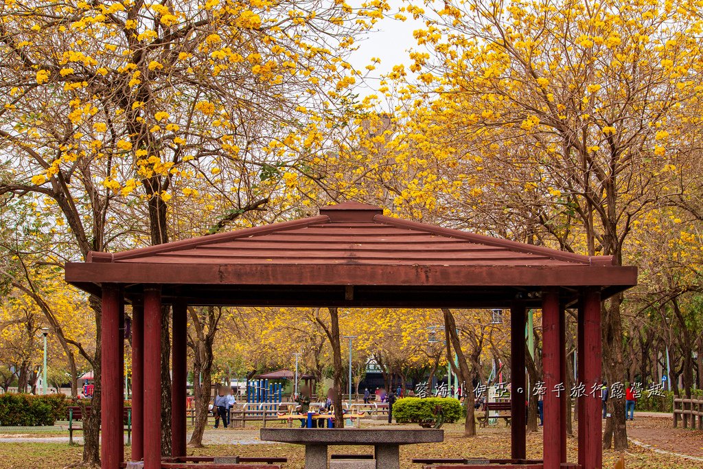 2025黃金風鈴木！台中最美黃風鈴木公園【廍子公園黃風鈴木】