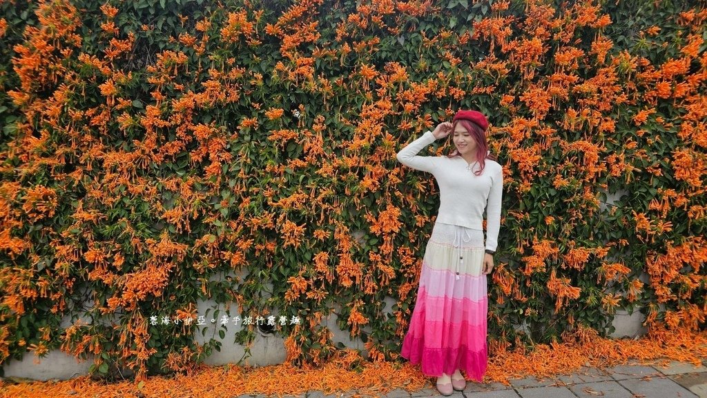 滿版金橘色瀑布花景【台中后科炮仗花】2025最新花況，春季限定版美景（詳細地址）