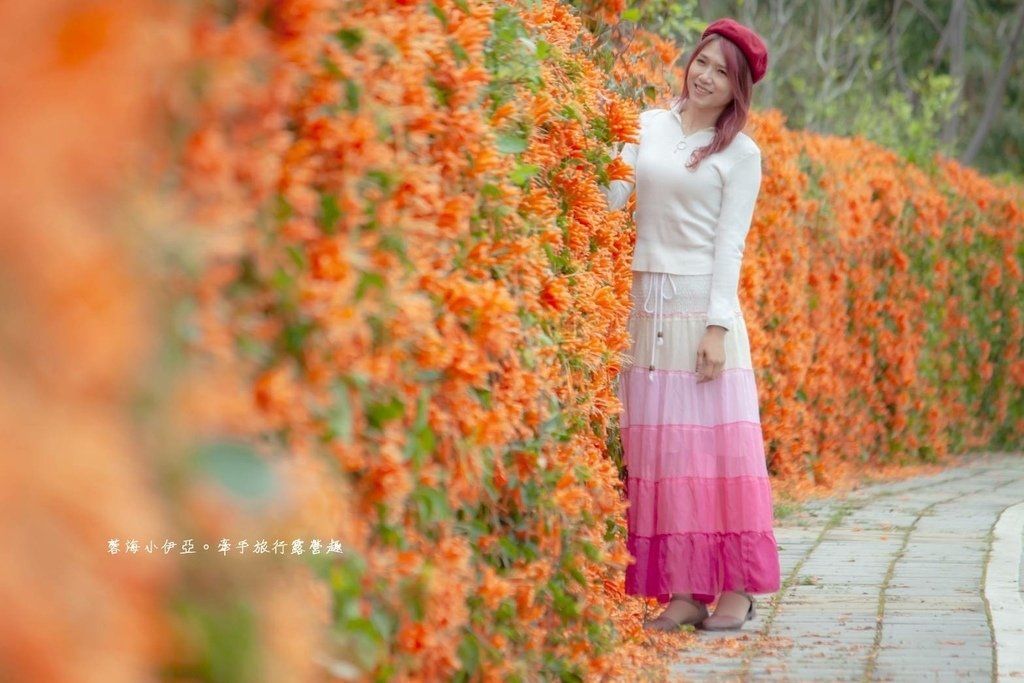 滿版金橘色瀑布花景【台中后科炮仗花】2025最新花況，春季限定版美景（詳細地址）