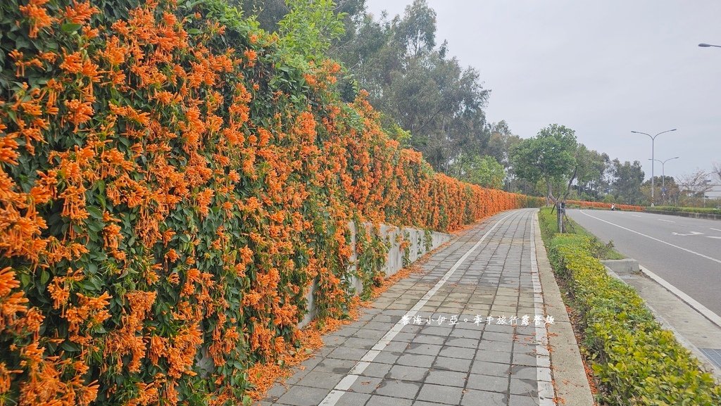 滿版金橘色瀑布花景【台中后科炮仗花】2025最新花況，春季限定版美景（詳細地址）