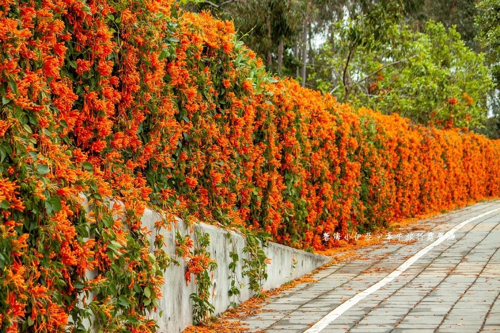 滿版金橘色瀑布花景【台中后科炮仗花】2025最新花況，春季限定版美景（詳細地址）