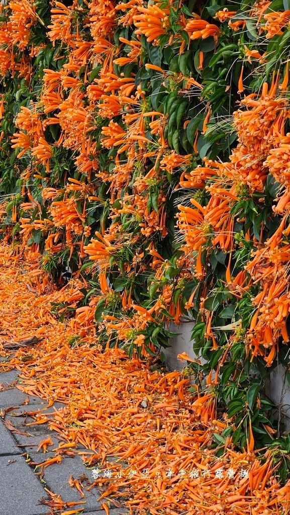 滿版金橘色瀑布花景【台中后科炮仗花】2025最新花況，春季限定版美景（詳細地址）