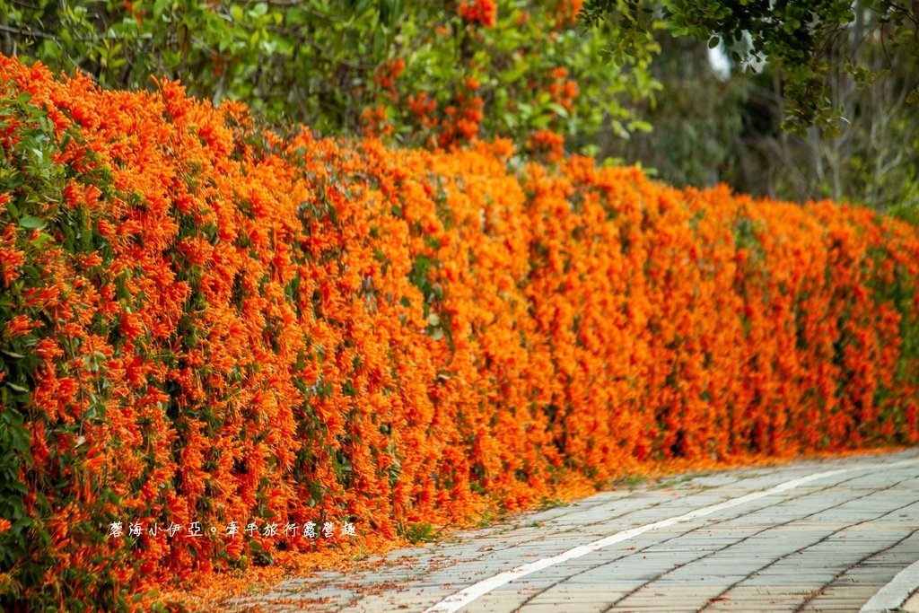 滿版金橘色瀑布花景【台中后科炮仗花】2025最新花況，春季限定版美景（詳細地址）