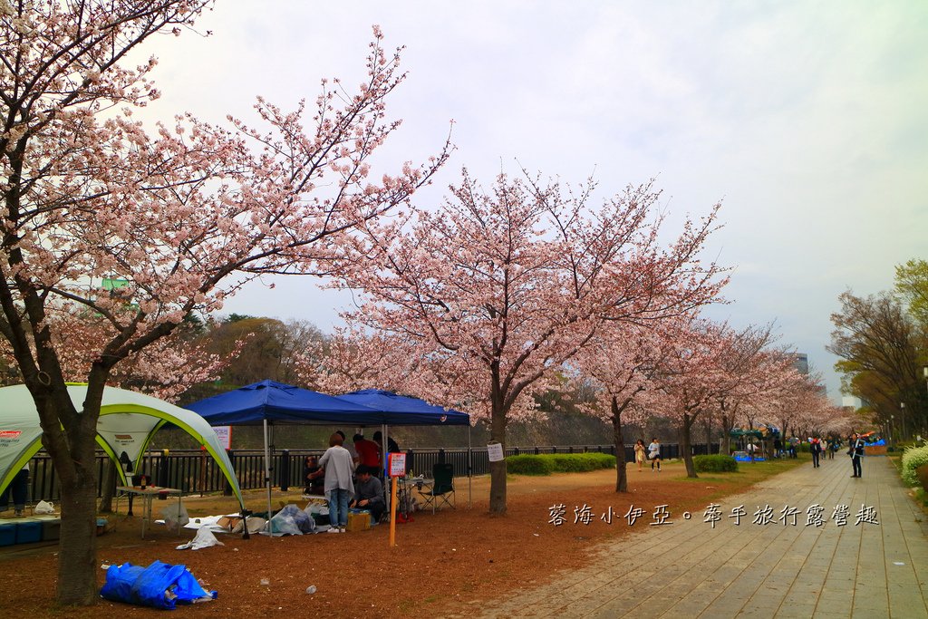 大阪賞櫻景點【大阪城公園】永生難忘的櫻花美景，如願在櫻花林底下賞櫻野餐