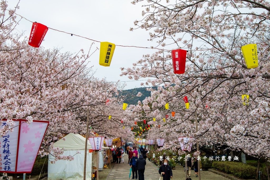 日本九州賞櫻秘境【長崎橘公園(橘神社)】遊客少、高密度櫻花景，免門票賞櫻拍滿版櫻花