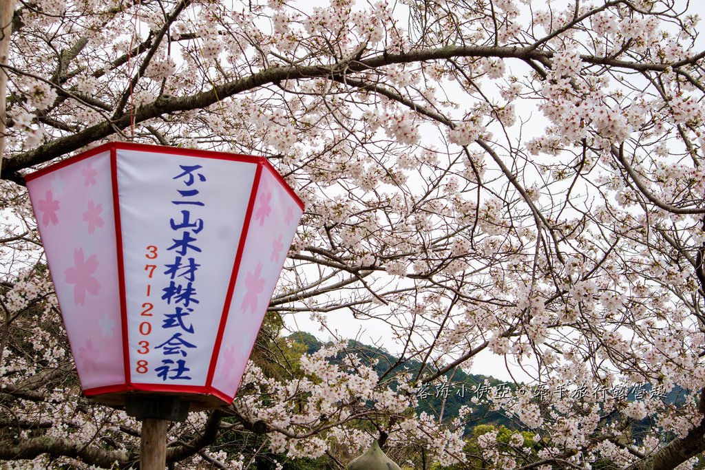日本九州賞櫻秘境【長崎橘公園(橘神社)】遊客少、高密度櫻花景，免門票賞櫻拍滿版櫻花