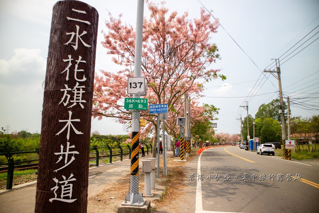 【2025彰化二水花旗木鐵道】全台最美花旗木鐵道，刷一整排粉