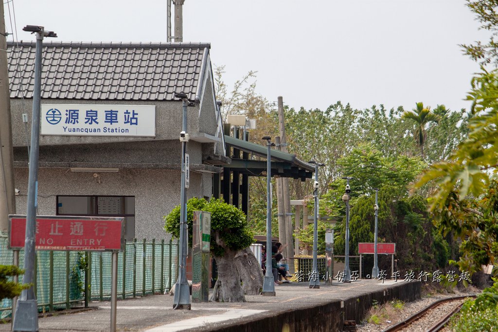 【2025彰化二水花旗木鐵道】全台最美花旗木鐵道，刷一整排粉色，花旗木盛開熱映中