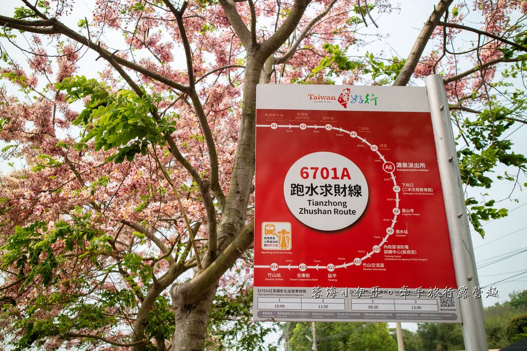 【2025彰化二水花旗木鐵道】全台最美花旗木鐵道，刷一整排粉色，花旗木盛開熱映中