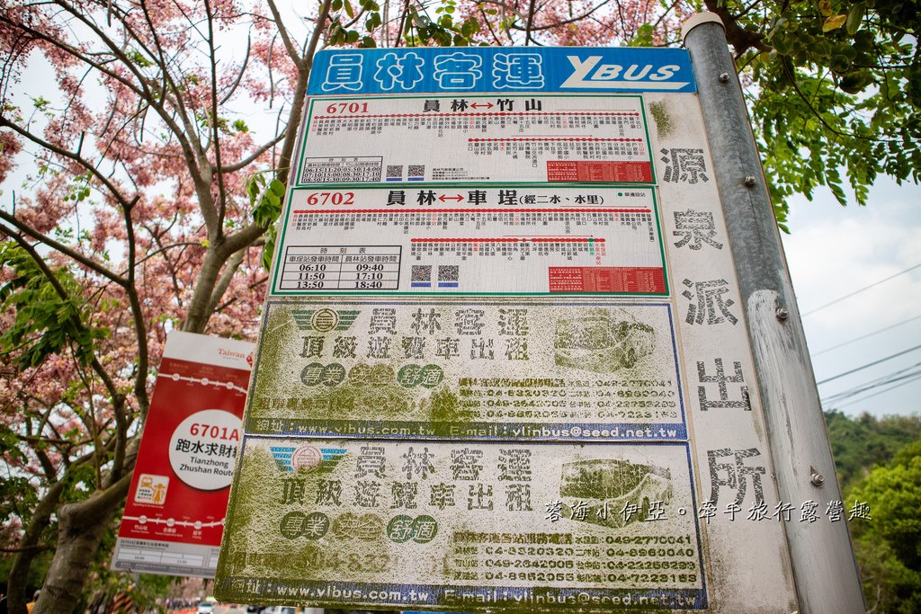 【2025彰化二水花旗木鐵道】全台最美花旗木鐵道，刷一整排粉色，花旗木盛開熱映中