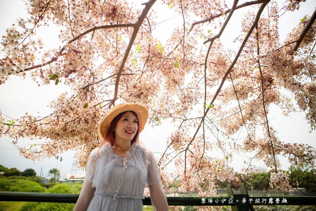 【2025彰化二水花旗木鐵道】全台最美花旗木鐵道，刷一整排粉色，花旗木盛開熱映中