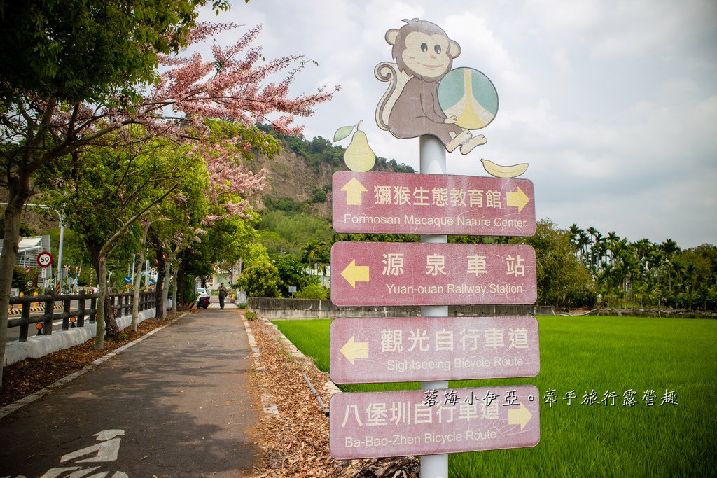 【2025彰化二水花旗木鐵道】全台最美花旗木鐵道，刷一整排粉色，花旗木盛開熱映中