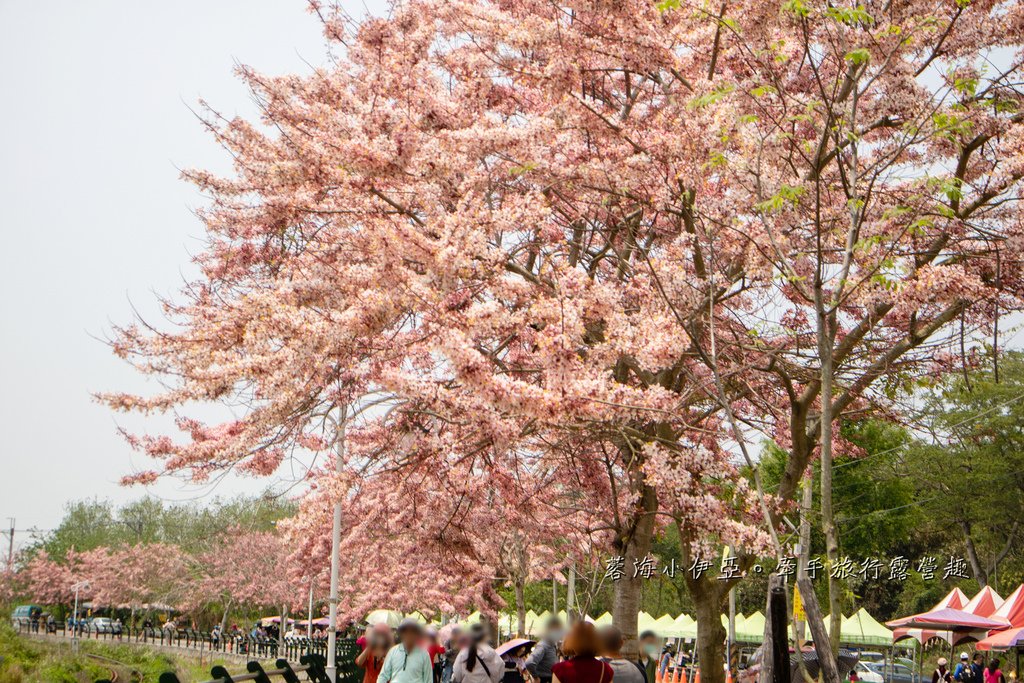 【2025彰化二水花旗木鐵道】全台最美花旗木鐵道，刷一整排粉色，花旗木盛開熱映中