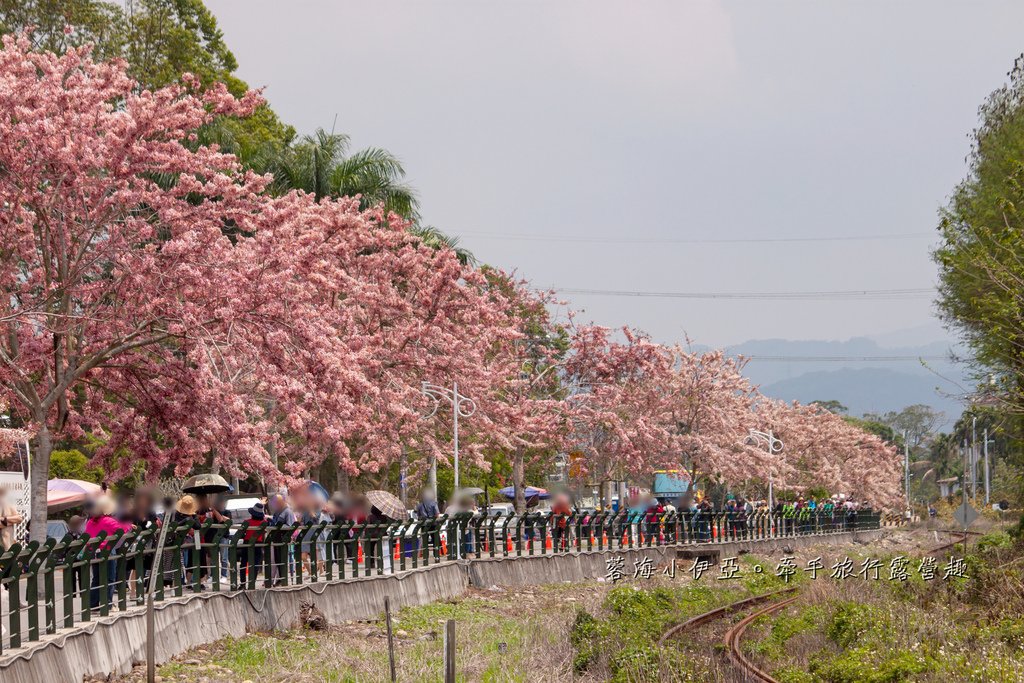 【2025彰化二水花旗木鐵道】全台最美花旗木鐵道，刷一整排粉色，花旗木盛開熱映中