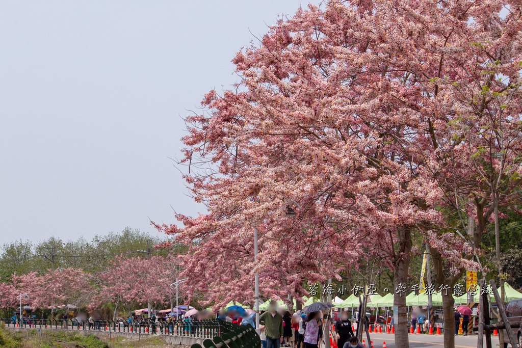 【2025彰化二水花旗木鐵道】全台最美花旗木鐵道，刷一整排粉色，花旗木盛開熱映中