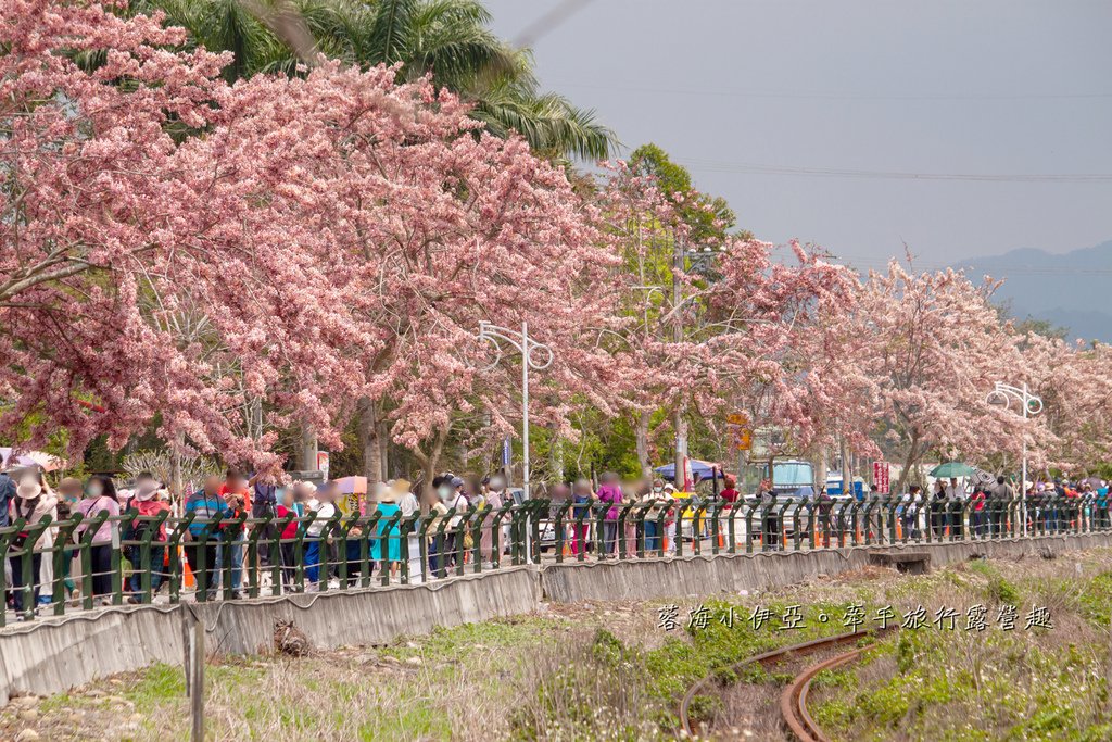 【2025彰化二水花旗木鐵道】全台最美花旗木鐵道，刷一整排粉色，花旗木盛開熱映中