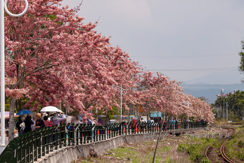 【2025彰化二水花旗木鐵道】全台最美花旗木鐵道，刷一整排粉色，花旗木盛開熱映中