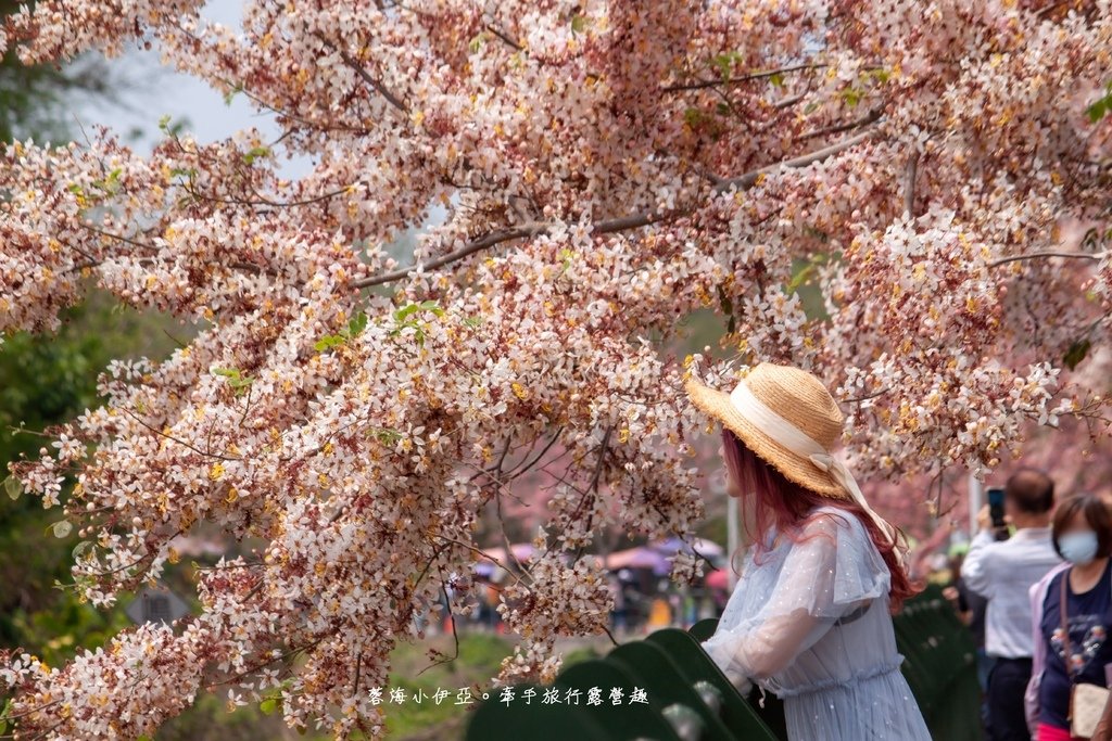 【2025彰化二水花旗木鐵道】全台最美花旗木鐵道，刷一整排粉色，花旗木盛開熱映中