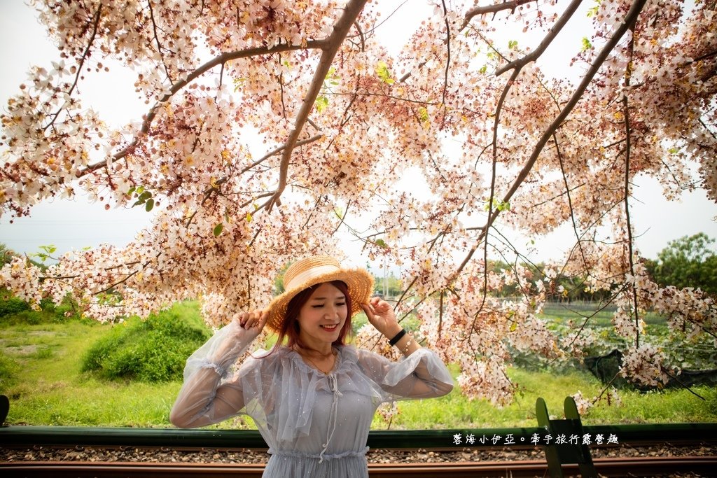 【2025彰化二水花旗木鐵道】全台最美花旗木鐵道，刷一整排粉色，花旗木盛開熱映中