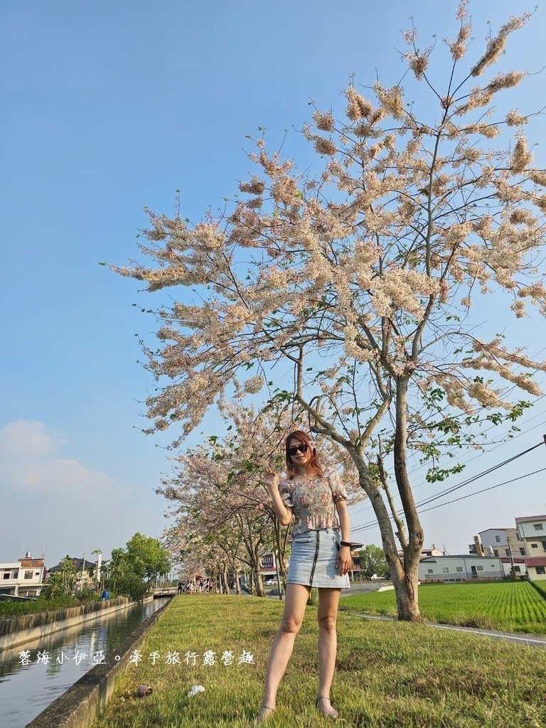 高雄【美圳露營區】與【美濃獅子頭水圳驛站】最美花旗木水道，花旗木下露營超浪漫的啦