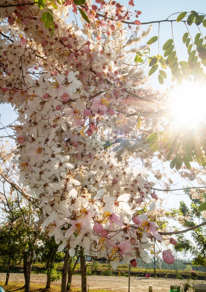 高雄【美圳露營區】與【美濃獅子頭水圳驛站】最美花旗木水道，花旗木下露營超浪漫的啦