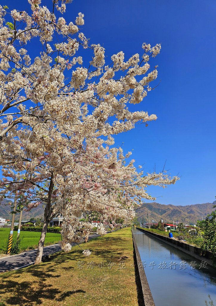 最美花旗木水道，花旗木下露營超浪漫的啦【美圳露營區】與【美濃獅子頭水圳驛站】